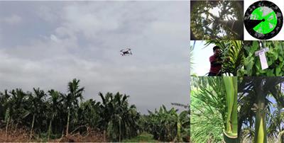 Evaluation of aerial spraying application of multi-rotor unmanned aerial vehicle for <mark class="highlighted">Areca catechu</mark> protection